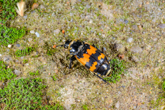 Carrion beetle Nicrophorus antennatus on a background of green vegetation