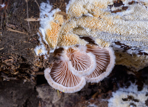 The Split Gill Fungus (Schizophyllum commune).&nbsp;