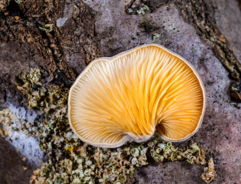A saprotrophic fungus, likely an oyster mushroom, on a rotten tree trunk in a forest