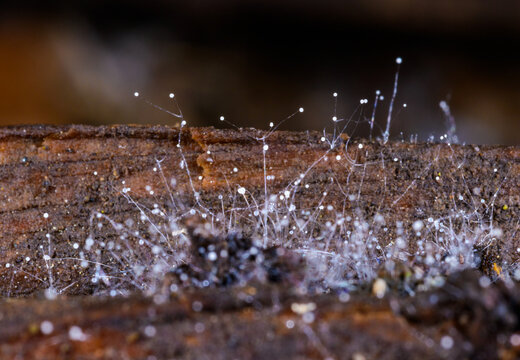 Hyphae of mold fungi with sporulating structures on decaying moist wood
