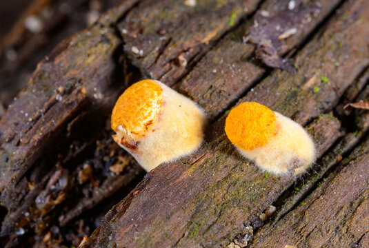 A species of bird's nest fungus, likely Crucibulum laeve (Common bird's nest fungus)