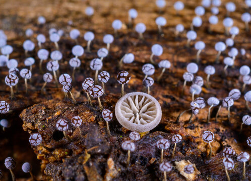 Hohenbuehelia cyphelliformis fungus and slime molds (Myxomycota) Didymium squamulosum