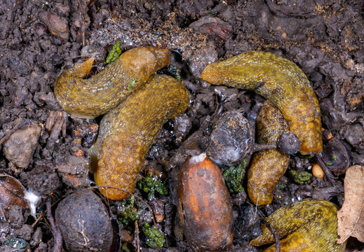 Large yellow slug Limax flavus on the bark of a decaying tree
