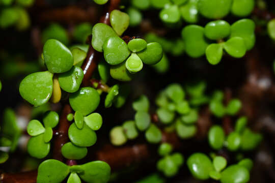 Portulacaria afra (Elephant Bush) succulent plant branches with tiny green leaves, different angle macro photography