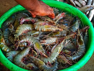 big fresh monodon tiger prawn sale in India HD © FISH