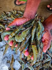 big fresh monodon tiger prawn sale in India HD © FISH