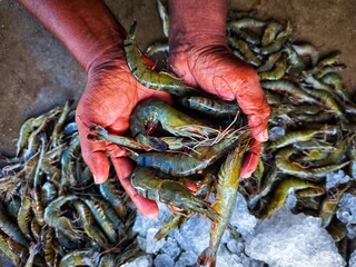 big fresh monodon tiger prawn sale in India HD © FISH