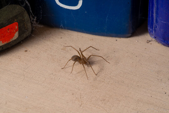 Loxosceles Brown Recluse Spider on Pale Floor Next to Blue Containers and Shoe