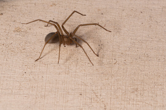 Close-Up Macro Brown Recluse Violin Spider Loxosceles on Wooden Textured Surface