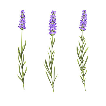 Set of lavender flowers elements. Collection of lavender flowers on a