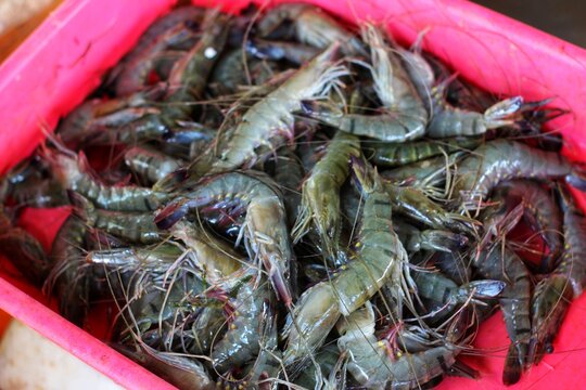 big fresh tiger prawn in plastic container
