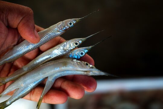 halfbeak spipe needle fish in hand in nice blur background HD