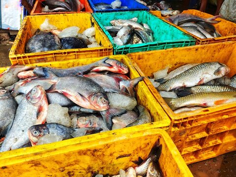 lots of fish in plastic basket krait for sale in Indian fish market