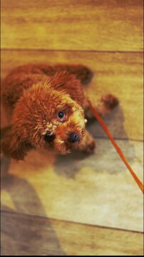 Vertical high angle view close up portrait features a cute brown toy poodle looking up and waiting patiently on a wooden floor, beautifully captured using a selective focus technique.