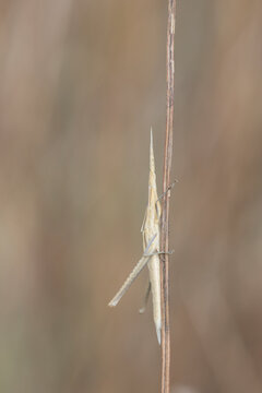 Mediterranean cone-headed grasshopper (Acrida ungarica) camouflaged on a dry stem