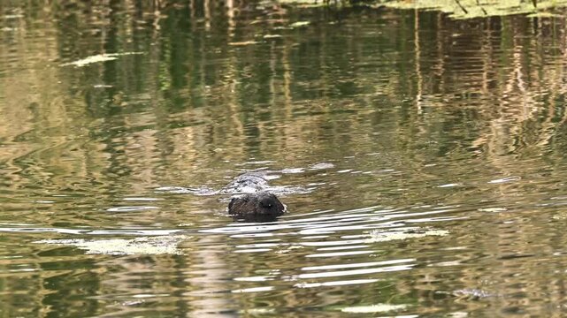 Ein Biber im Spreewald wie er mit einem Schwanzschlag abtaucht