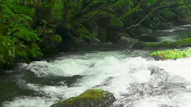 群馬県みなかみ町の奥利根、夏の森に囲まれた渓流で白い水流が勢いよく流れる自然風景