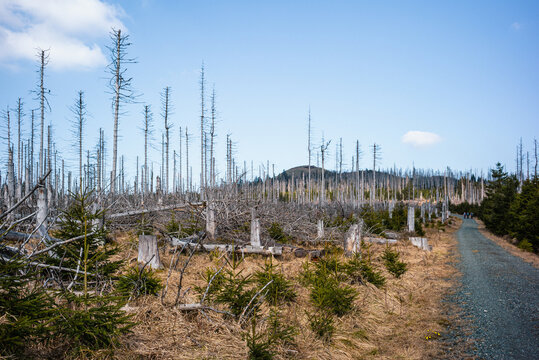 Endlose W&auml;lder unter blauem Himmel im Harz