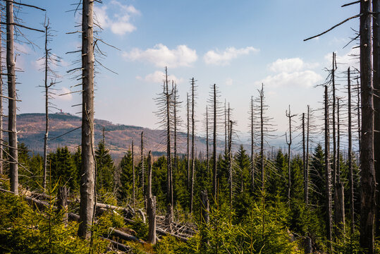 Panorama &uuml;ber den Wurmberg und Harzer W&auml;lder
