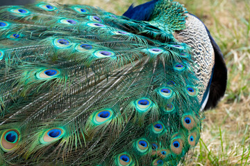 Peacock feather pattern, bright green - blue bird tail texture © artemstepanov