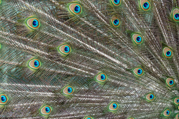 Obraz premium Peacock feather pattern, bright green - blue bird tail texture