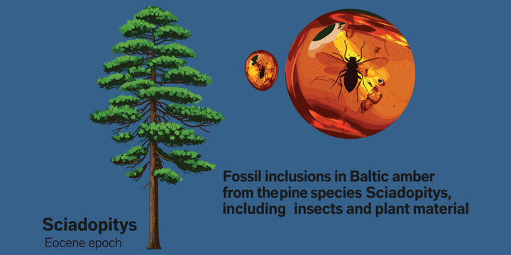 Sciadopitys tree and amber fossil inclusions with insects and plant material from Eocene epoch.