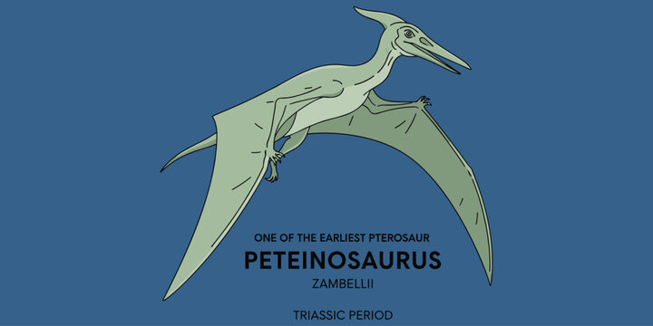 Pterodactyl peteinosaurus zambellii, one of earliest pterosaur, Triassic period.