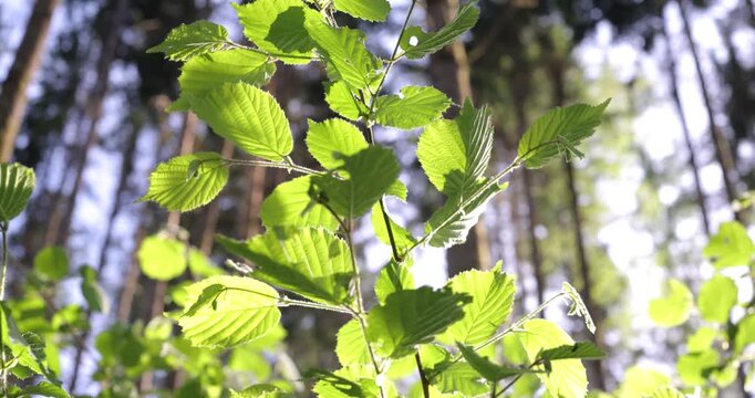 green leaves moving in the forest with backlight 
