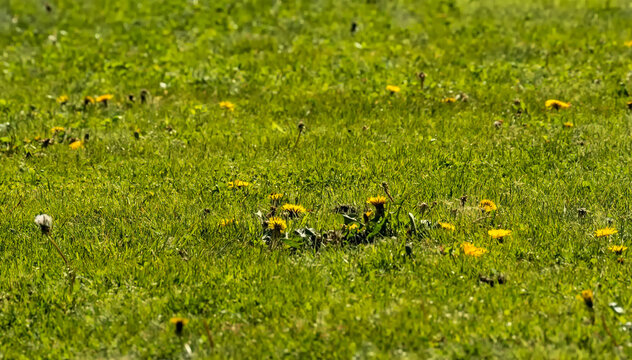Przystrzyżony trawnik z odrastającymi mleczami(Taraxacum officinale) rozrzuconymi po trawie. Trawa jest bujna i zielona, ​​kontrastując z intensywnymi kwiatami mniszk&oacute;w lekarskich i białym puchem 