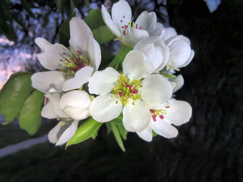 Białe kwiaty gruszy (Pyrus) tworzą grona o delikatnych płatkach i jasnoż&oacute;łtych pręcikach, niekt&oacute;re z r&oacute;żowymi końc&oacute;wkami na tle wiosennego nieba o zachodzie słońca.Świeża zieleń  i biel kwiat&oacute;w