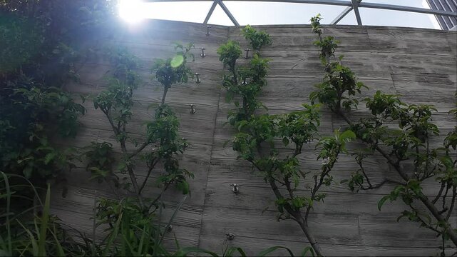 Vivid Greenery Adorns City Walls. Lush Plants Grow Along Weathered City Structures Creating Natural Artistry