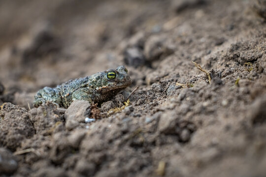 Natterjack toad (Epidalea calamita)