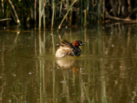 Grebe Castagneux 