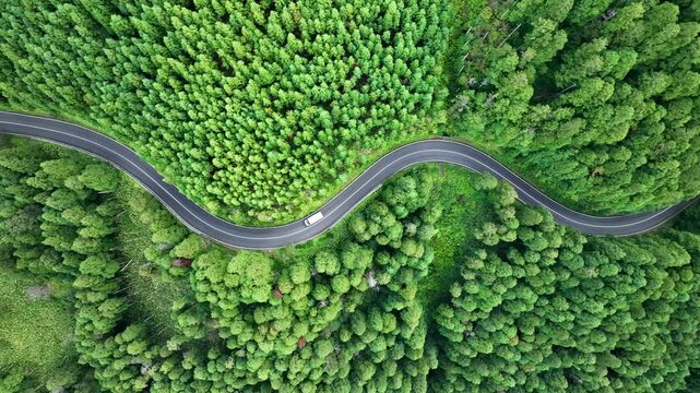 Aerial Top-Down Drone View of Winding Road Through Lush Green Forest with White Vehicle, Azores, Portugal
