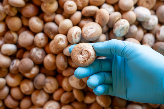 Worker inspecting dried areca nut before processing in a herbal facility, ensuring quality of raw material for phytochemical, pharmaceutical, and traditional medicine applications.