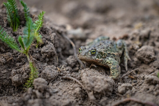 Natterjack toad (Epidalea calamita)