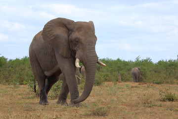 Fototapeta premium Afrikanischer Elefant / African elephant / Loxodonta africana