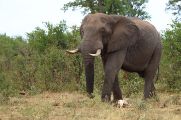 Obraz premium Afrikanischer Elefant / African elephant / Loxodonta africana