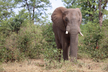 Fototapeta premium Afrikanischer Elefant / African elephant / Loxodonta africana