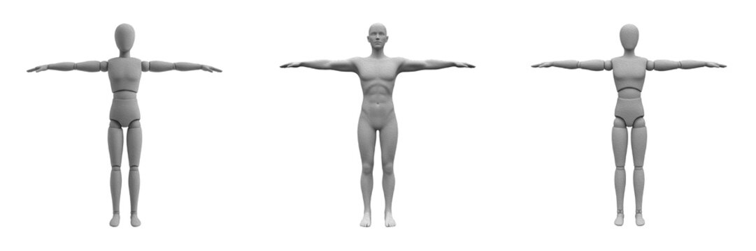 Human Body Male Anatomy T-Pose Model for Medical Study Biological Science Education Fitness Training Healthcare Visualization Physical Therapy and Athletic Body Proportions Analysis