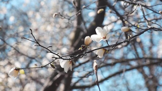 Magnolia flower with white petals blooming in spring garden, the branch sways in the wind, springtime floral natural background with magnoliaceae bloom, beautiful botanical nature landscape.