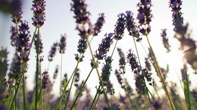 Extreme low angle video through vast, sun-drenched amethyst lavender field. Delicate blossoms sway with golden hour flares & creamy bokeh. Serene natural beauty concept