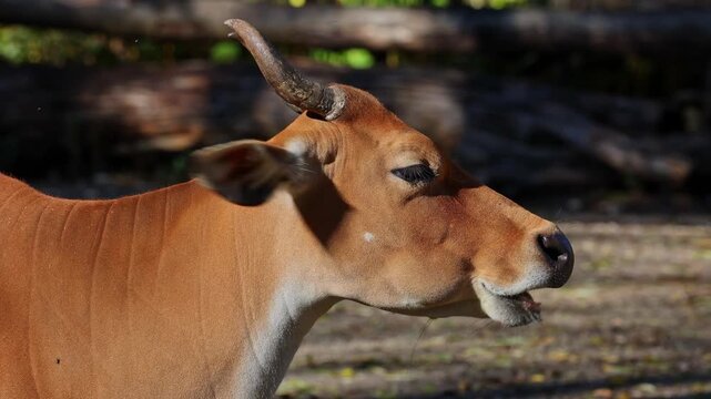 Banteng, Bos javanicus or Red Bull. It is a type of wild cattle But there are key characteristics that are different from cattle and bison: a white band bottom in both males and females.