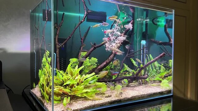 Freshwater aquascape aquarium with fish, driftwood and green aquatic plants