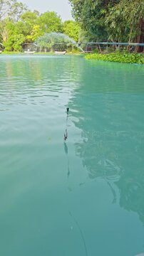 Vertical video. Fishing Line with Baited Fish Head Hanging Above Calm Lake Water Wide Angle View Predator Fishing Setup Outdoor Nature Still Moment