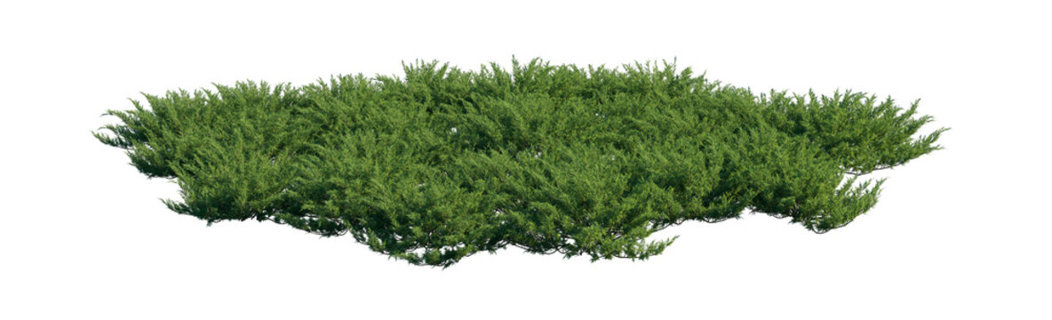 juniperus sabina clump (savin juniper, sabina) isolated PNG on a transparent background premium nature cutout