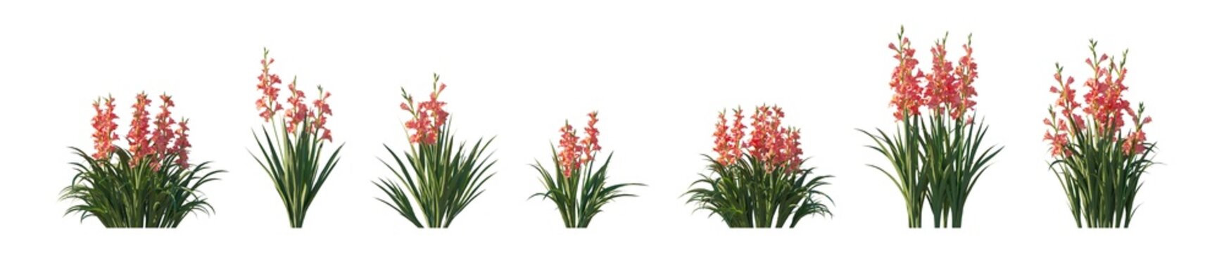 gladiolus gandavensis (ghent gladiolus, gladiolus hybrid) isolated PNG on a transparent background premium nature cutout