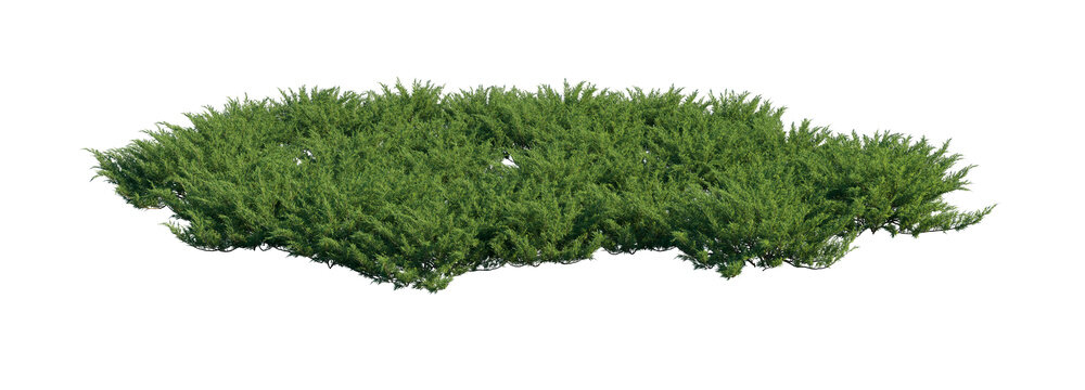 juniperus sabina clump (savin juniper, sabina) isolated PNG on a transparent background premium nature cutout