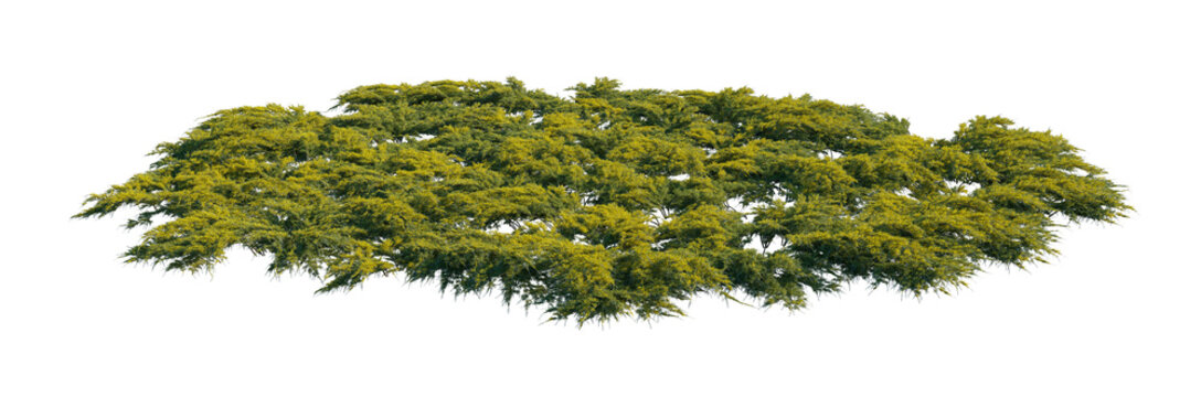 juniperus pfitzeriana aurea clump (pfitzer juniper, golden pfitzer juniper, pfitzeriana aurea) isolated PNG on a transparent background premium nature cutout