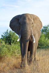 Fototapeta premium Afrikanischer Elefant / African elephant / Loxodonta africana